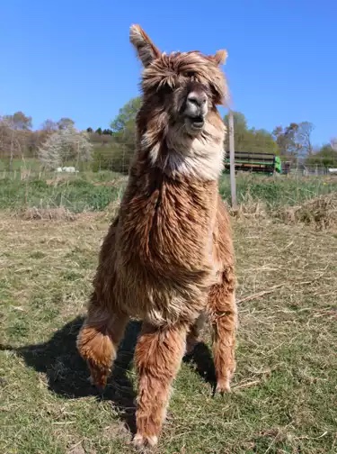 suri wolle "paulina" 100g