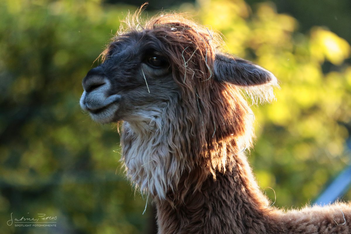 suri wolle "paulina" 100g